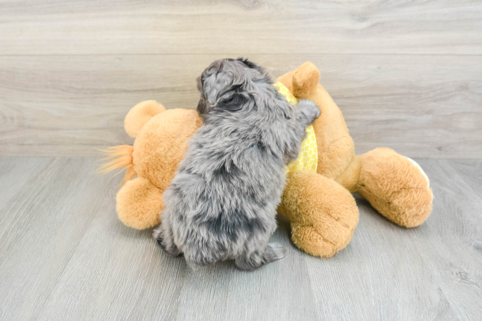 Mini Aussiedoodle Pup Being Cute