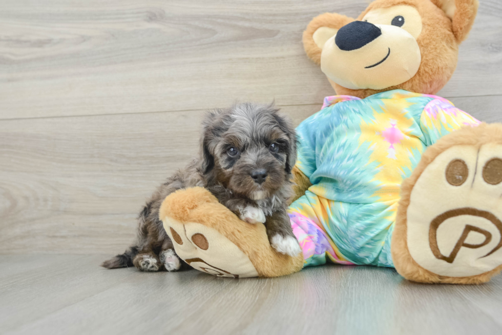 Best Mini Aussiedoodle Baby