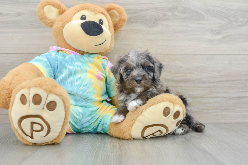 7 week old Mini Aussiedoodle Puppy For Sale - Simply Southern Pups