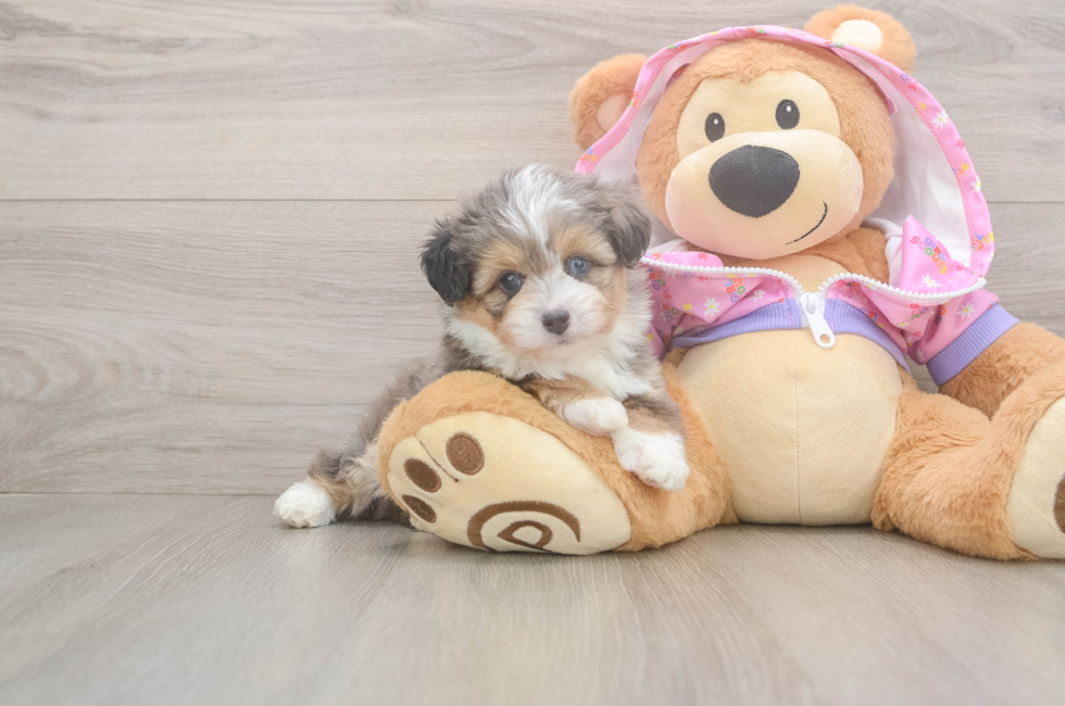 5 week old Mini Aussiedoodle Puppy For Sale - Simply Southern Pups