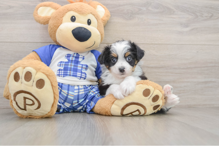 Mini Aussiedoodle Puppy for Adoption