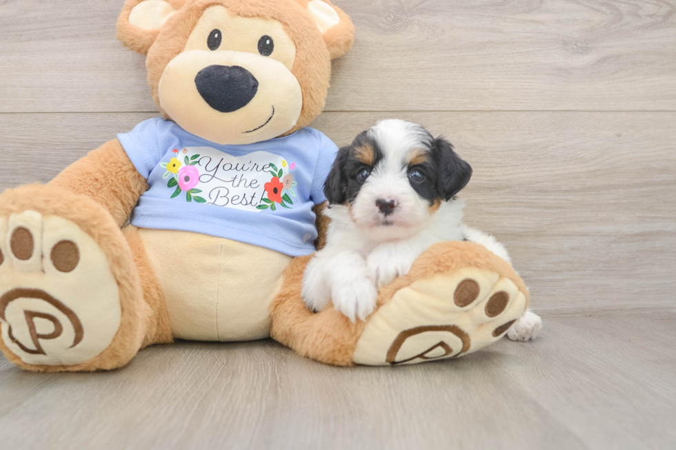 Mini Aussiedoodle Pup Being Cute