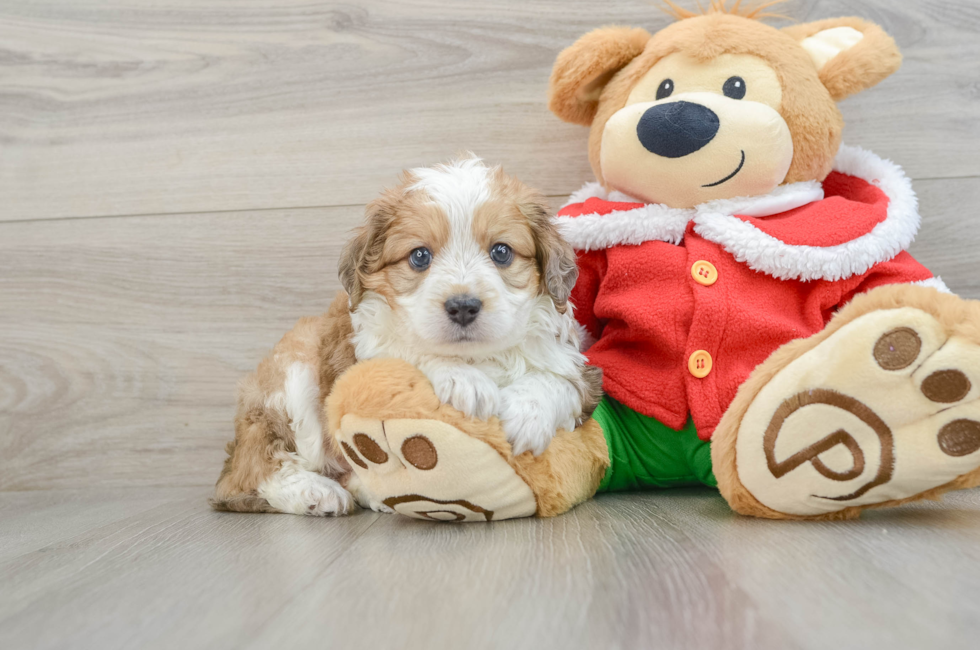 6 week old Mini Aussiedoodle Puppy For Sale - Simply Southern Pups