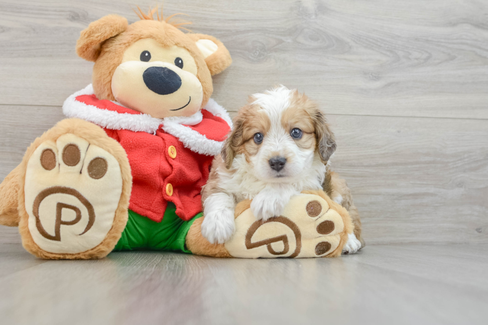 Popular Mini Aussiedoodle Poodle Mix Pup