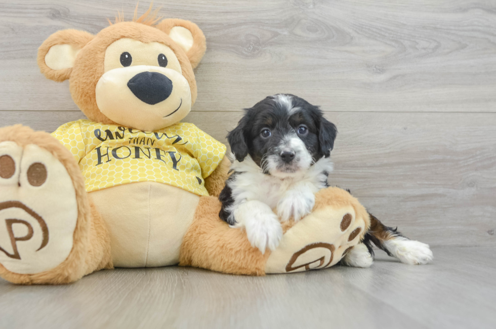 5 week old Mini Aussiedoodle Puppy For Sale - Simply Southern Pups