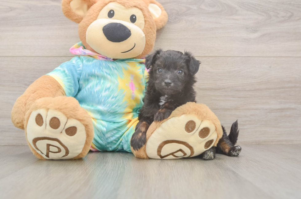 6 week old Mini Aussiedoodle Puppy For Sale - Simply Southern Pups