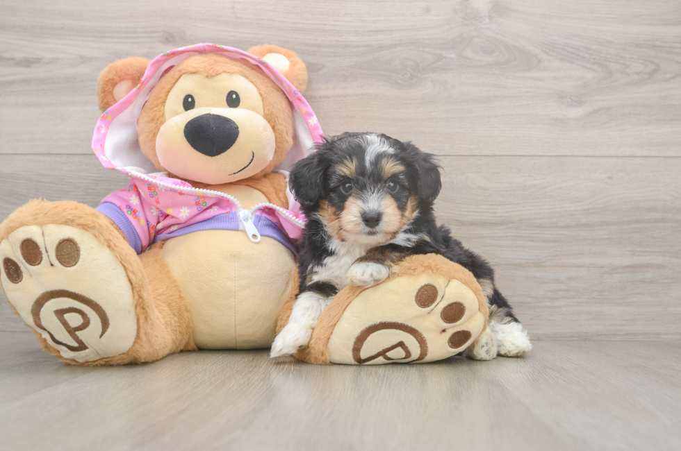 5 week old Mini Aussiedoodle Puppy For Sale - Simply Southern Pups