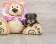 5 week old Mini Aussiedoodle Puppy For Sale - Simply Southern Pups