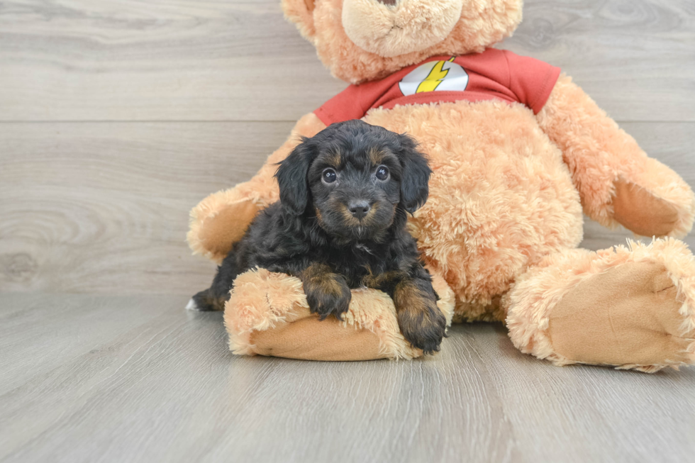 Mini Aussiedoodle Pup Being Cute