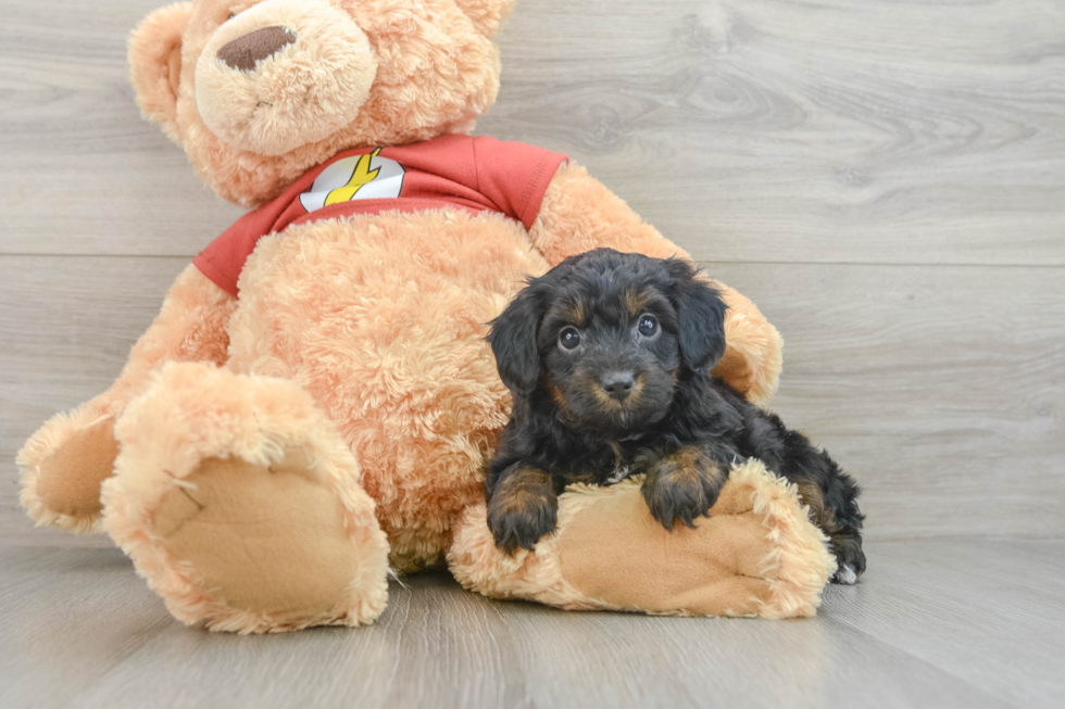 Best Mini Aussiedoodle Baby