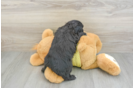 Fluffy Mini Aussiedoodle Poodle Mix Pup