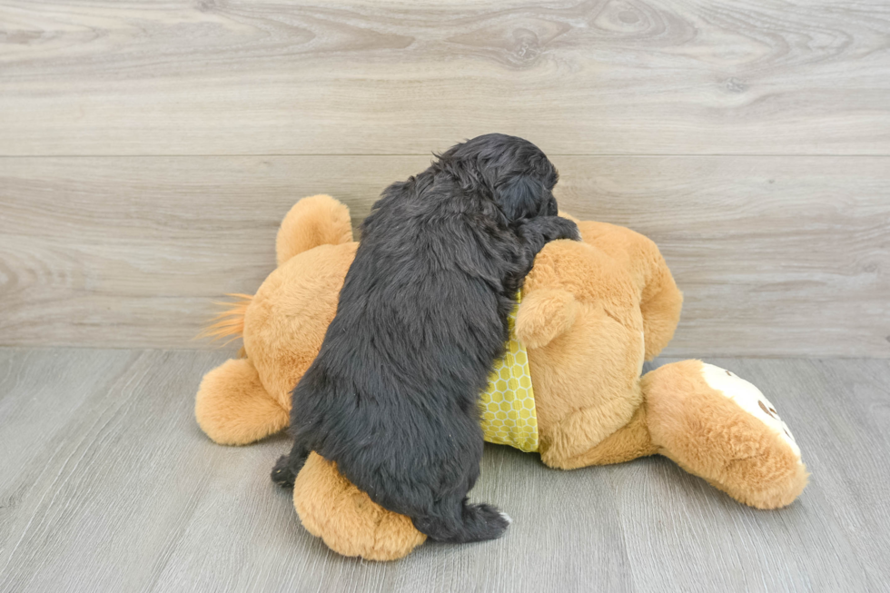 Fluffy Mini Aussiedoodle Poodle Mix Pup