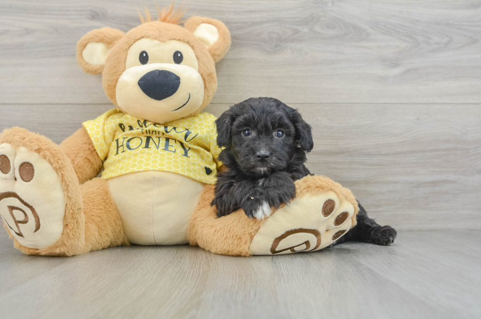 6 week old Mini Aussiedoodle Puppy For Sale - Simply Southern Pups