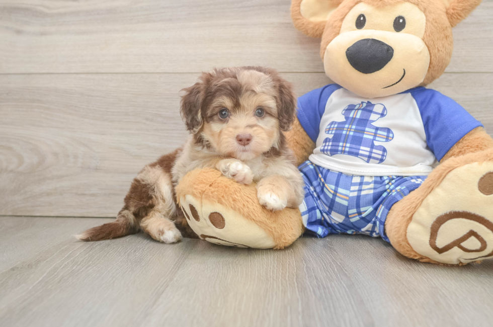 6 week old Mini Aussiedoodle Puppy For Sale - Simply Southern Pups