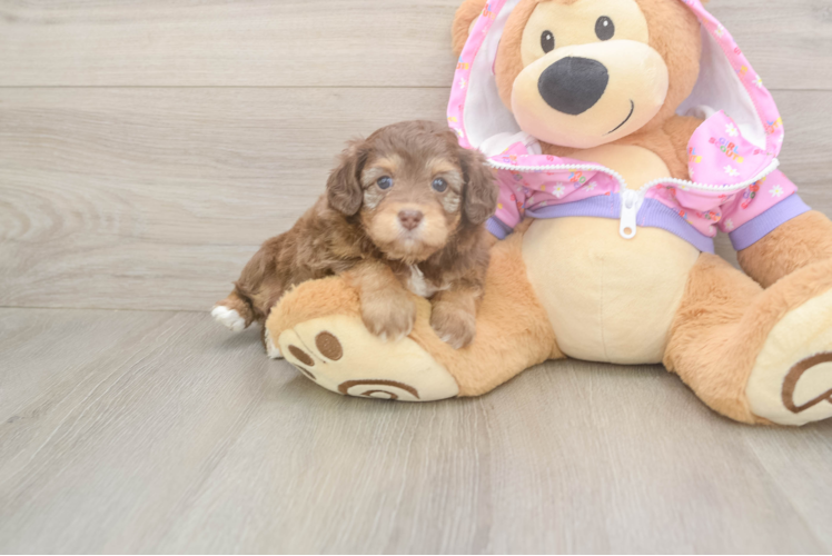 Energetic Aussie Poo Poodle Mix Puppy