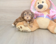 8 week old Mini Aussiedoodle Puppy For Sale - Simply Southern Pups