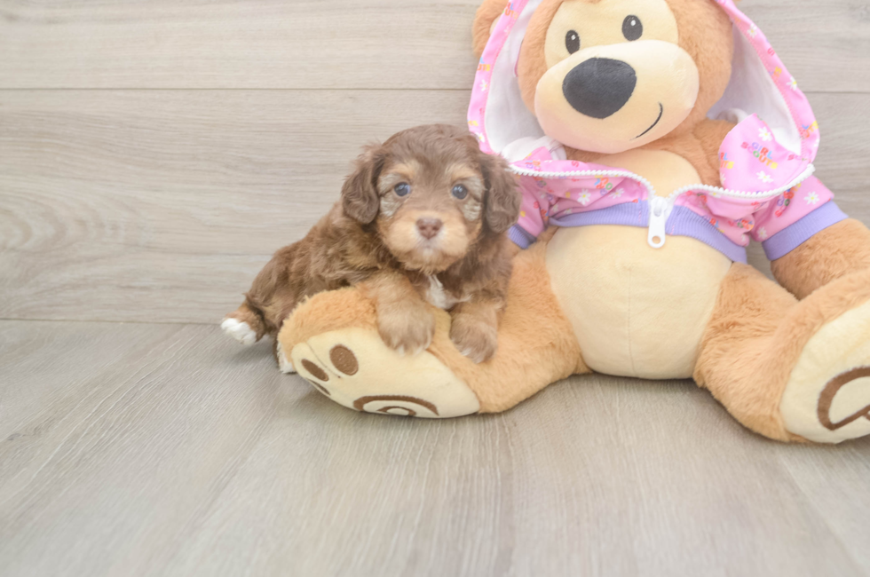 5 week old Mini Aussiedoodle Puppy For Sale - Simply Southern Pups