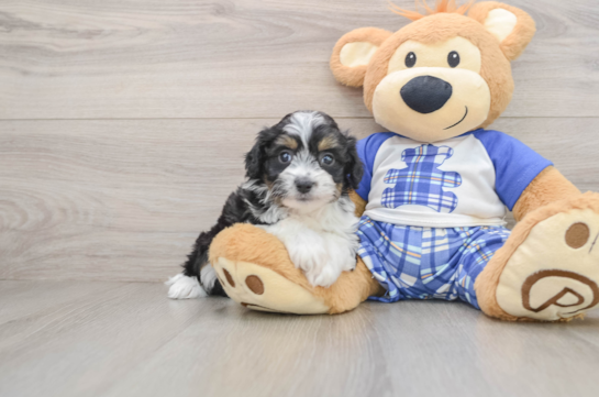 Cute Mini Aussiedoodle Baby