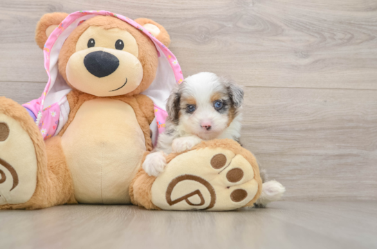 Best Mini Aussiedoodle Baby