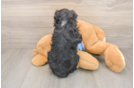 Cute Mini Aussiedoodle Baby