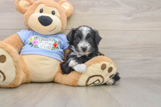 Hypoallergenic Aussiepoo Poodle Mix Puppy