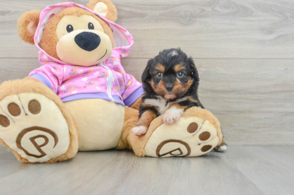 7 week old Mini Aussiedoodle Puppy For Sale - Simply Southern Pups