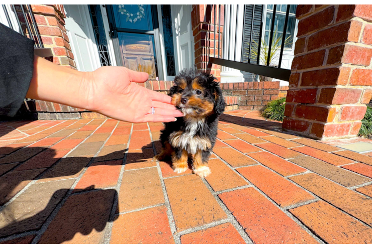 Mini Aussiedoodle Pup Being Cute