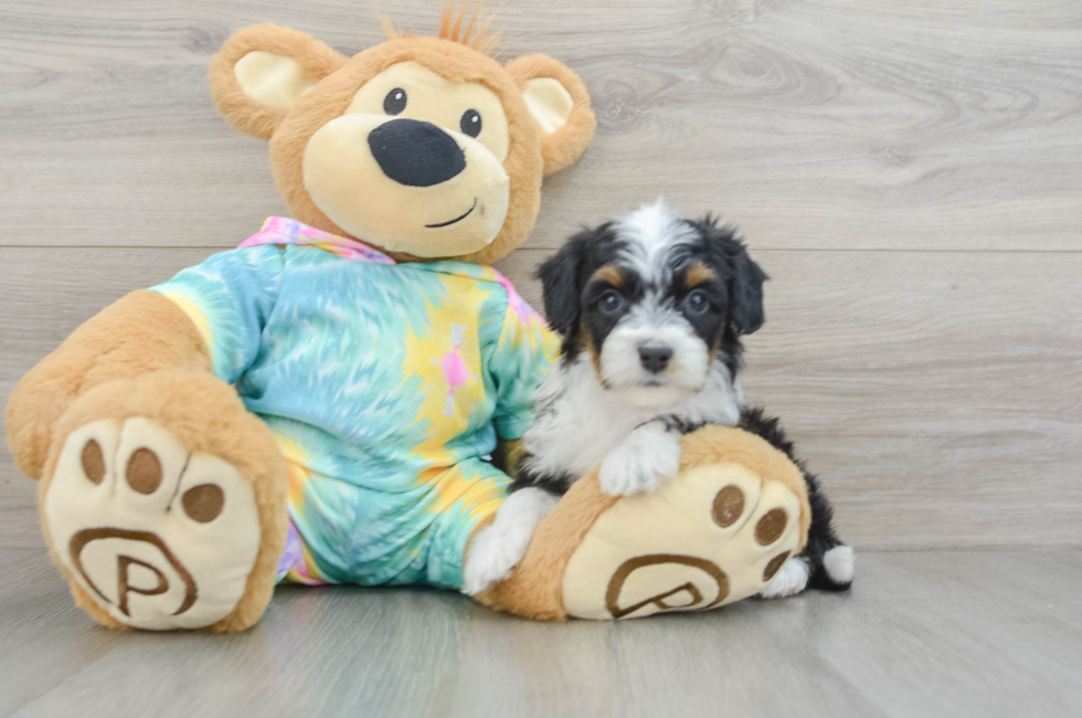 7 week old Mini Aussiedoodle Puppy For Sale - Simply Southern Pups