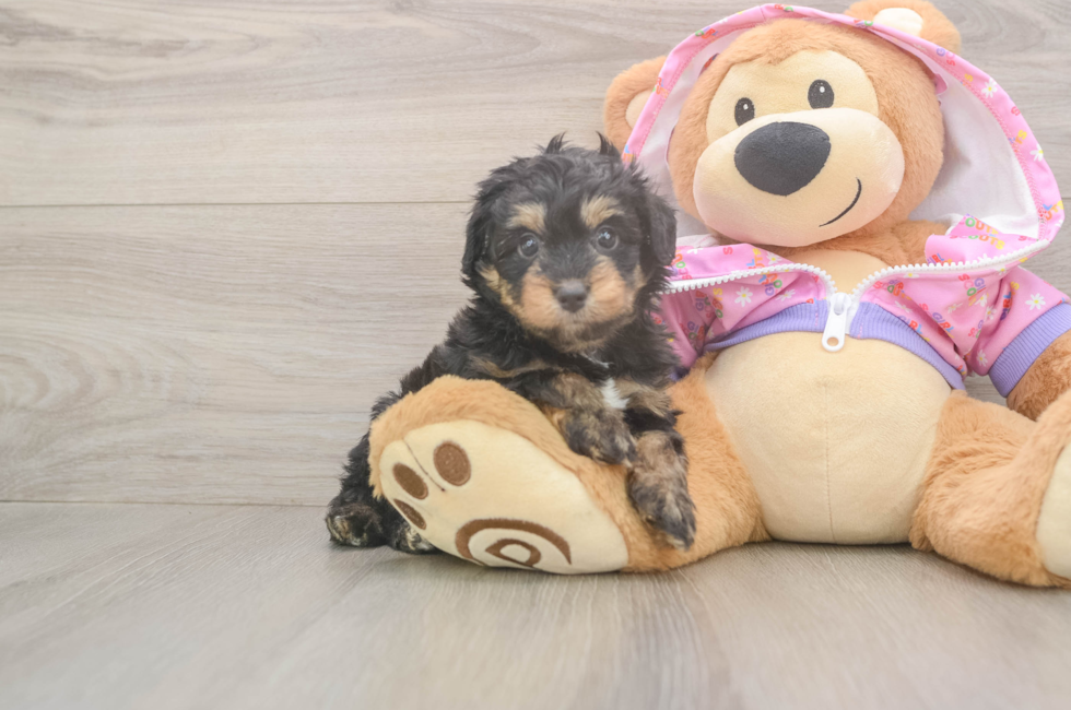 6 week old Mini Aussiedoodle Puppy For Sale - Simply Southern Pups