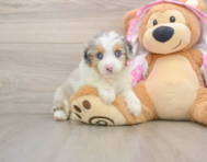 8 week old Mini Aussiedoodle Puppy For Sale - Simply Southern Pups