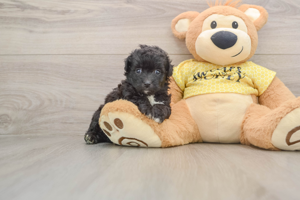 Best Mini Aussiedoodle Baby