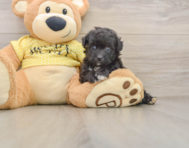 8 week old Mini Aussiedoodle Puppy For Sale - Simply Southern Pups