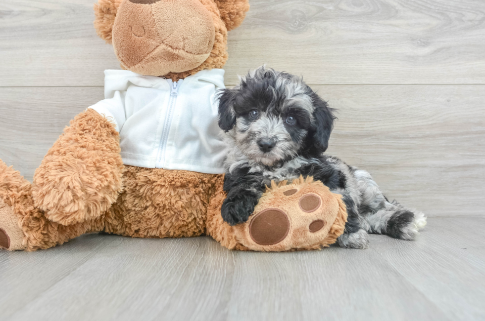 8 week old Mini Aussiedoodle Puppy For Sale - Simply Southern Pups