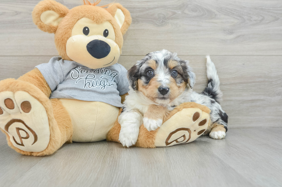 7 week old Mini Aussiedoodle Puppy For Sale - Simply Southern Pups