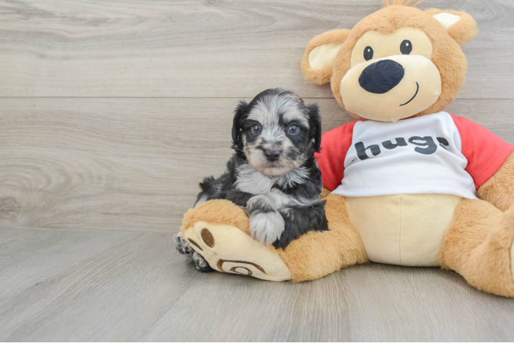 Happy Mini Aussiedoodle Baby