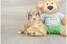 Mini Aussiedoodle Puppy for Adoption