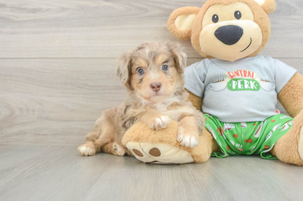 5 week old Mini Aussiedoodle Puppy For Sale - Simply Southern Pups