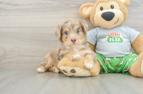 Mini Aussiedoodle Puppy for Adoption