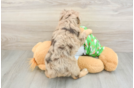 Small Mini Aussiedoodle Baby