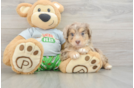 Best Mini Aussiedoodle Baby