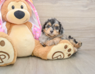 8 week old Mini Aussiedoodle Puppy For Sale - Simply Southern Pups