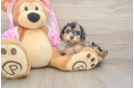 Mini Aussiedoodle Puppy for Adoption