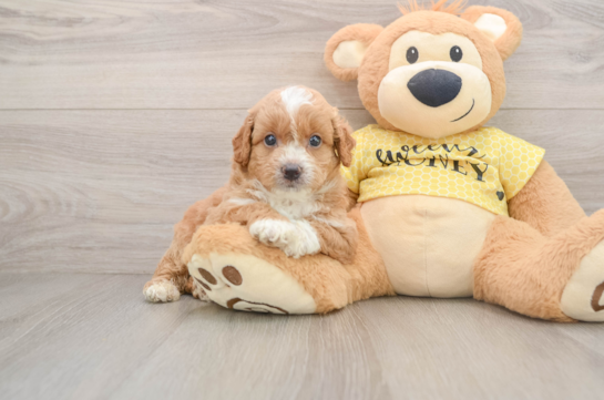 Best Mini Aussiedoodle Baby