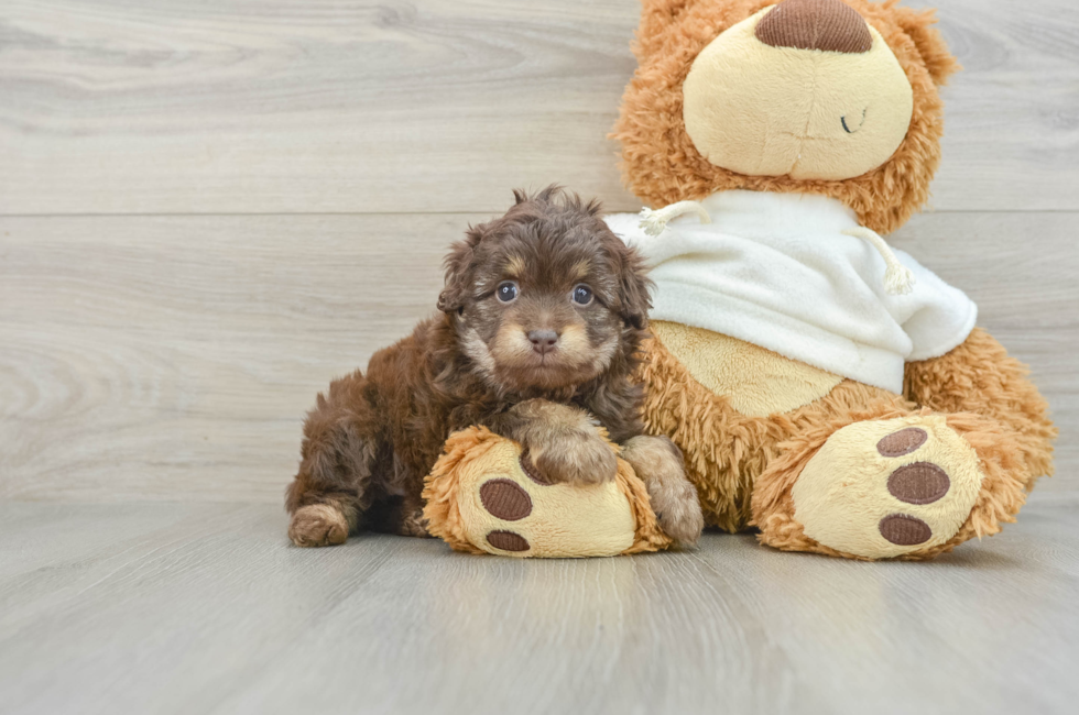 7 week old Mini Aussiedoodle Puppy For Sale - Simply Southern Pups