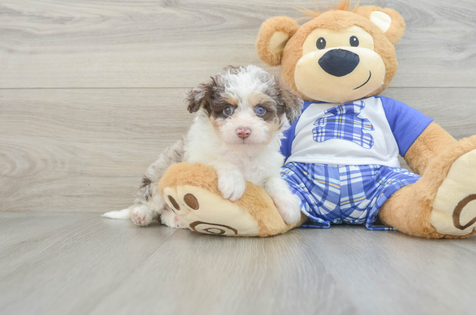 6 week old Mini Aussiedoodle Puppy For Sale - Simply Southern Pups