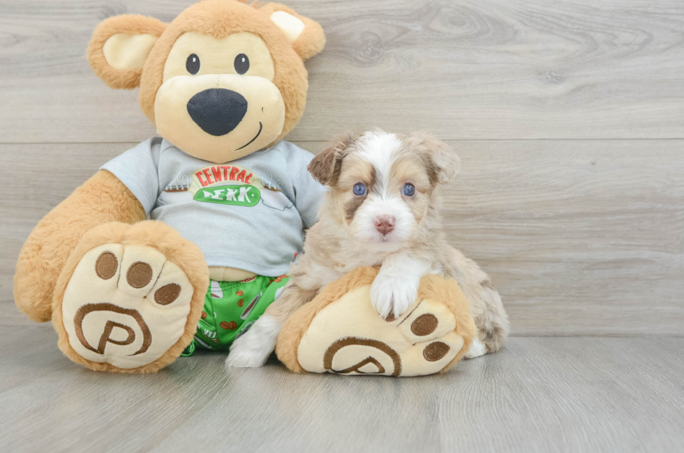 6 week old Mini Aussiedoodle Puppy For Sale - Simply Southern Pups