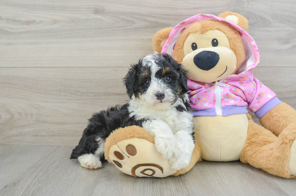 7 week old Mini Aussiedoodle Puppy For Sale - Simply Southern Pups