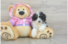 Playful Mini Aussiepoodle Poodle Mix Puppy