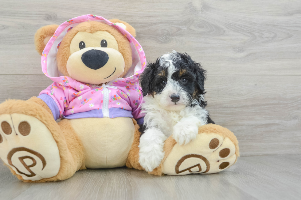 Playful Mini Aussiepoodle Poodle Mix Puppy