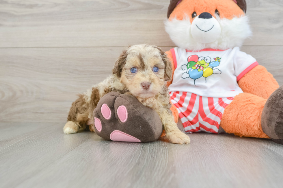 5 week old Mini Aussiedoodle Puppy For Sale - Simply Southern Pups